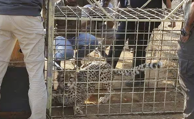 Project_Cheetah_India.jpg