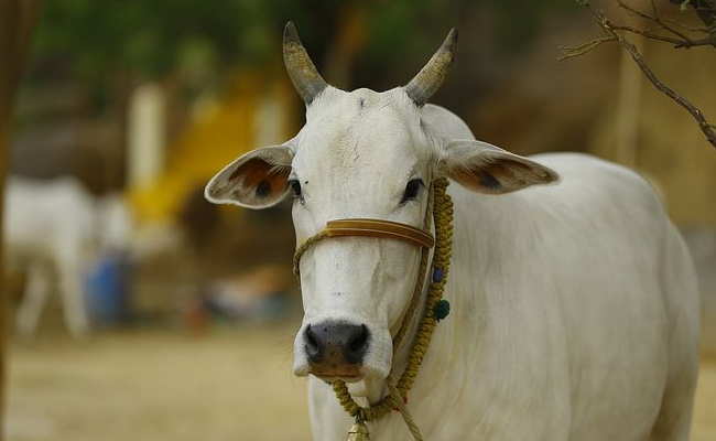 cow12.jpg