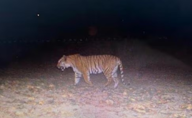 haryana-tiger.jpg