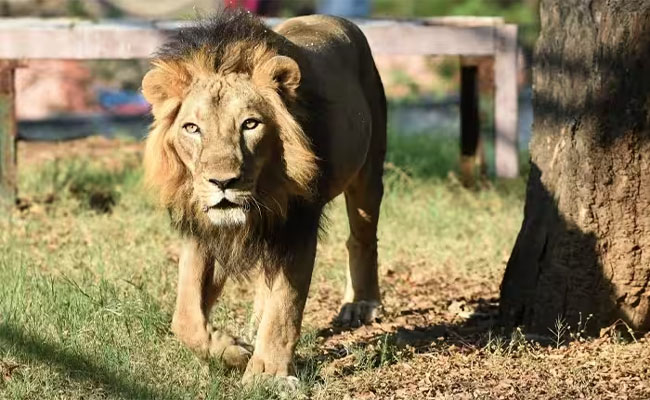 lion_0.jpg