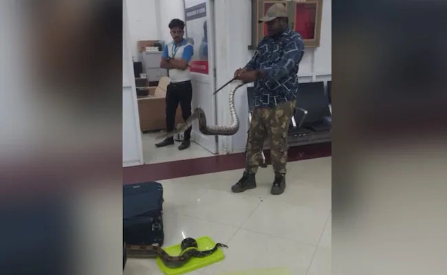 snake5.jpg