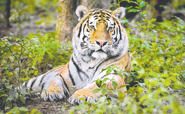 tiger.jpg