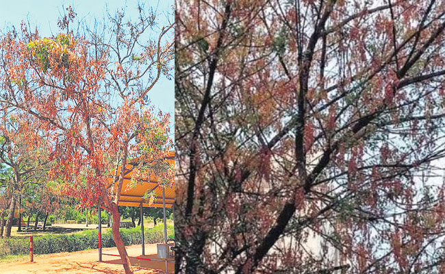 tree.jpg