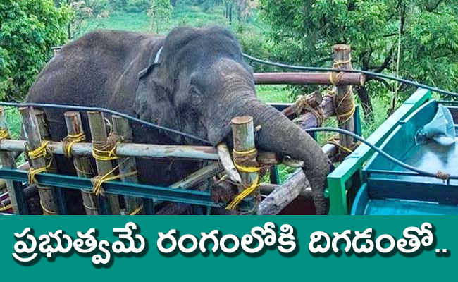 elephant-1.jpg