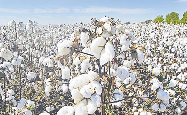 cotton.jpg