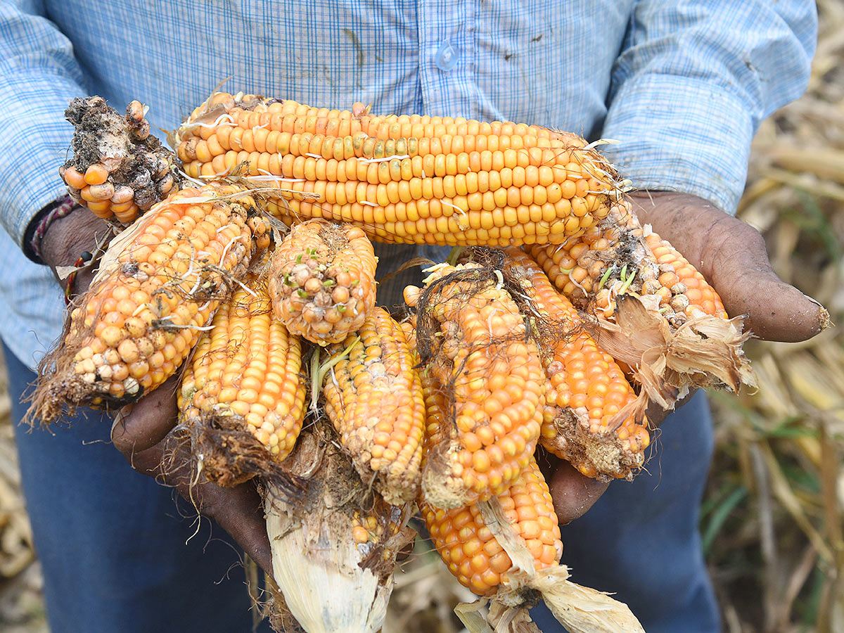 Farmers_20Facing_20Problems_20With_20Sudden_20Rains-10.jpg 10