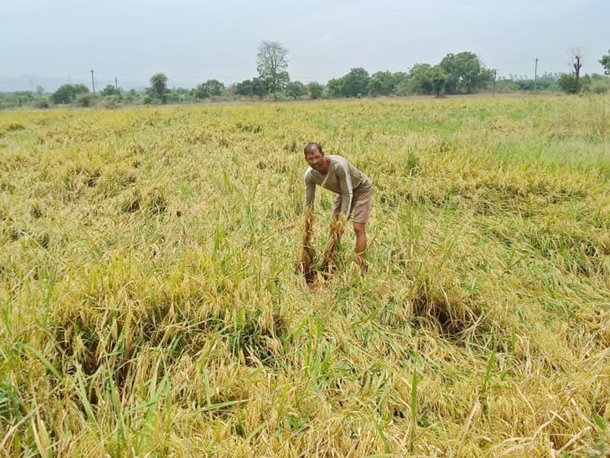 Farmers_20Facing_20Problems_20With_20Sudden_20Rains-12.jpg 12