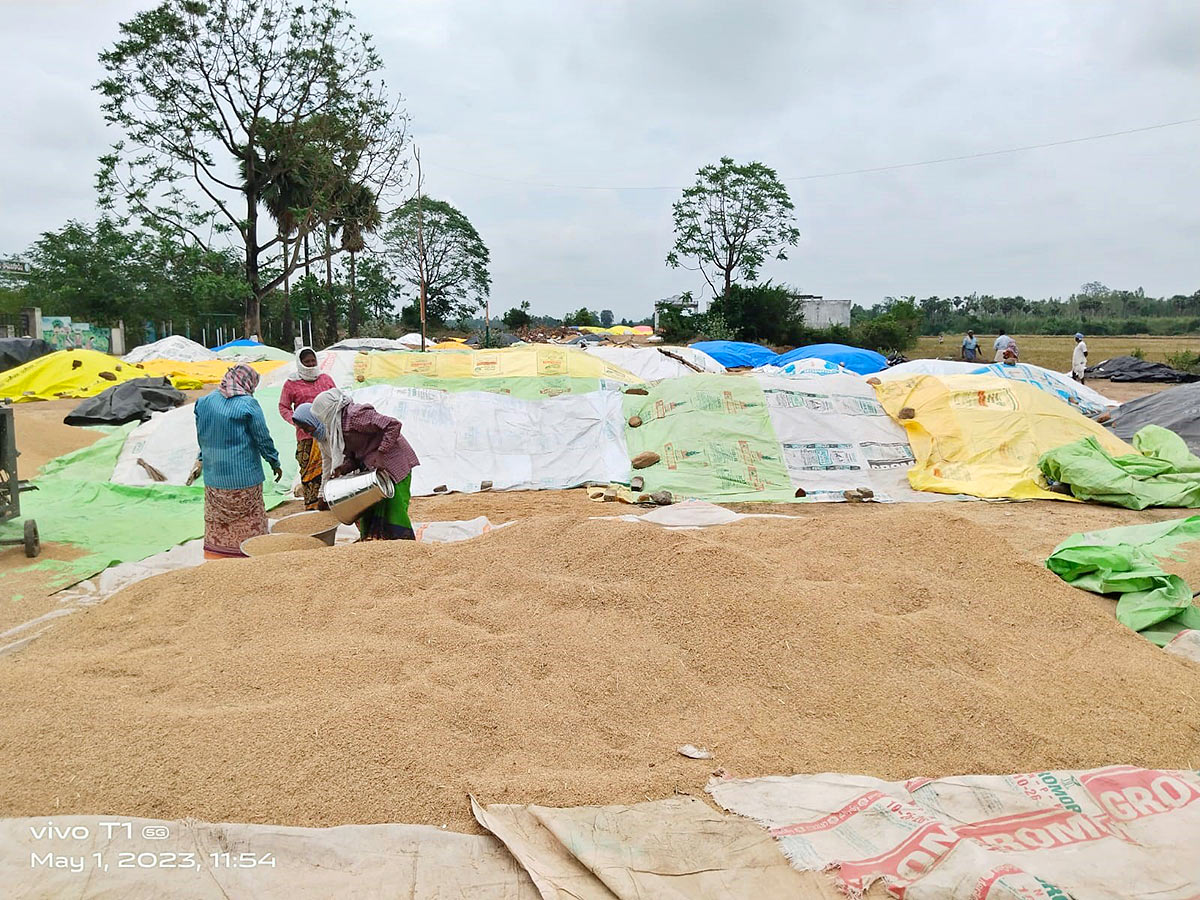 Farmers_20Facing_20Problems_20With_20Sudden_20Rains-13.jpg 13