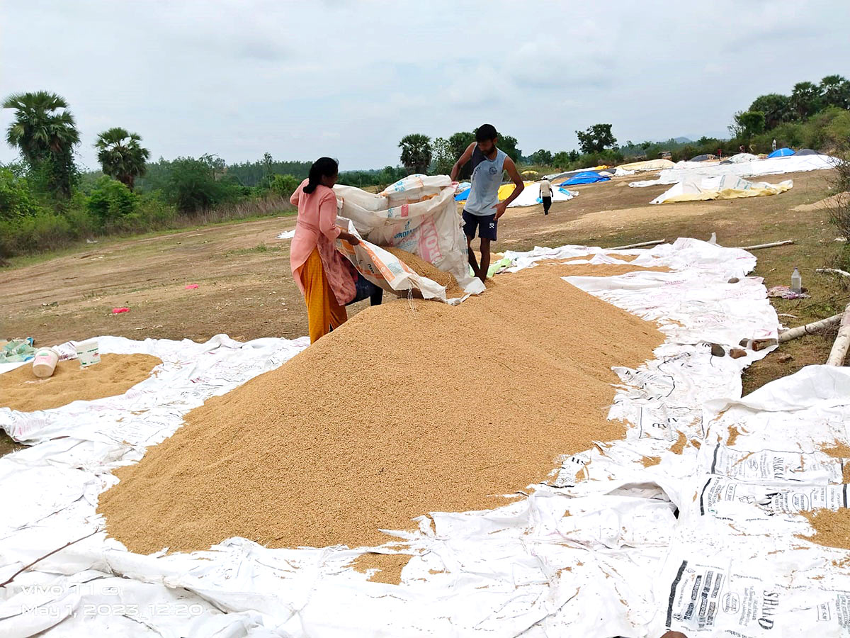 Farmers_20Facing_20Problems_20With_20Sudden_20Rains-14.jpg 14