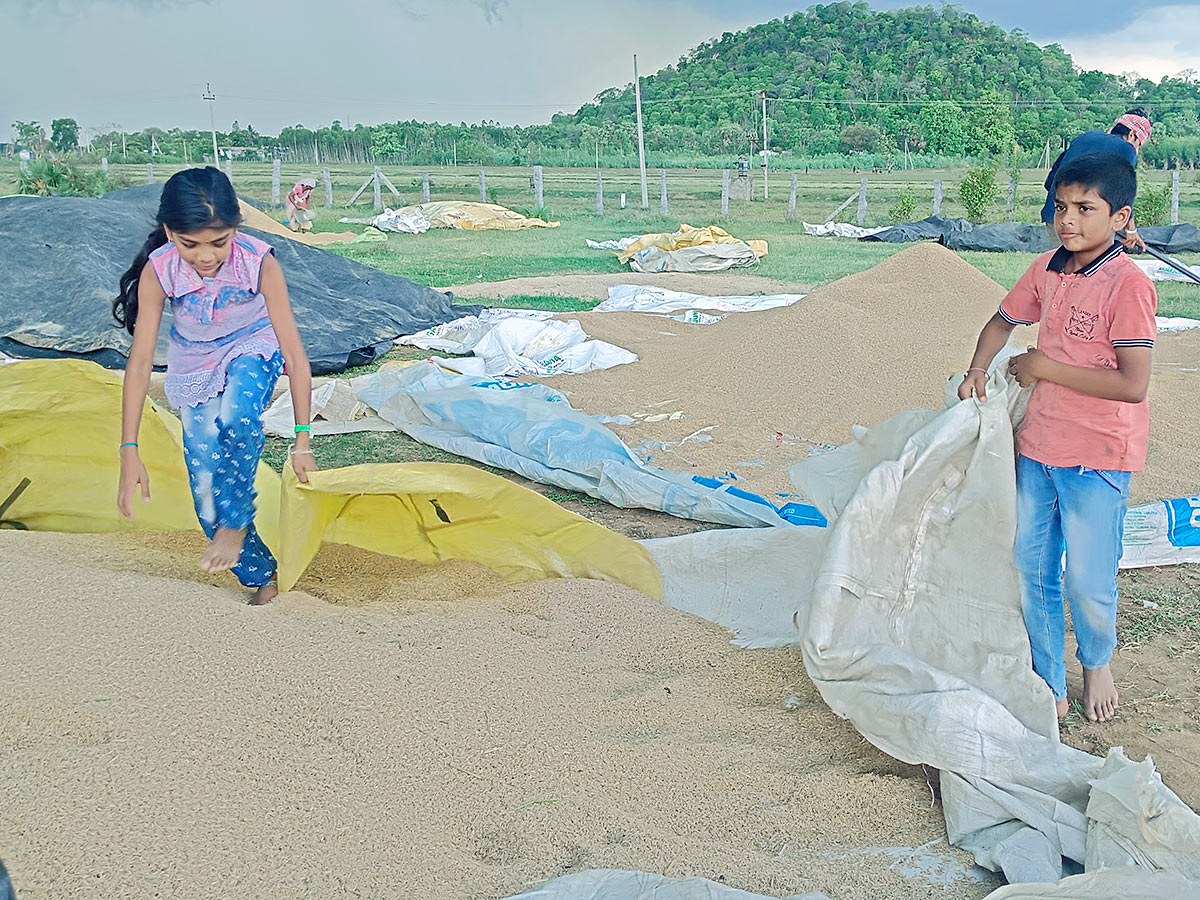 Farmers_20Facing_20Problems_20With_20Sudden_20Rains-15.jpg 15