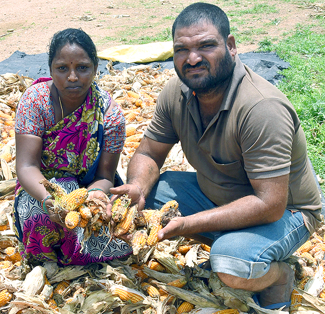 Farmers_20Facing_20Problems_20With_20Sudden_20Rains-2.jpg 2