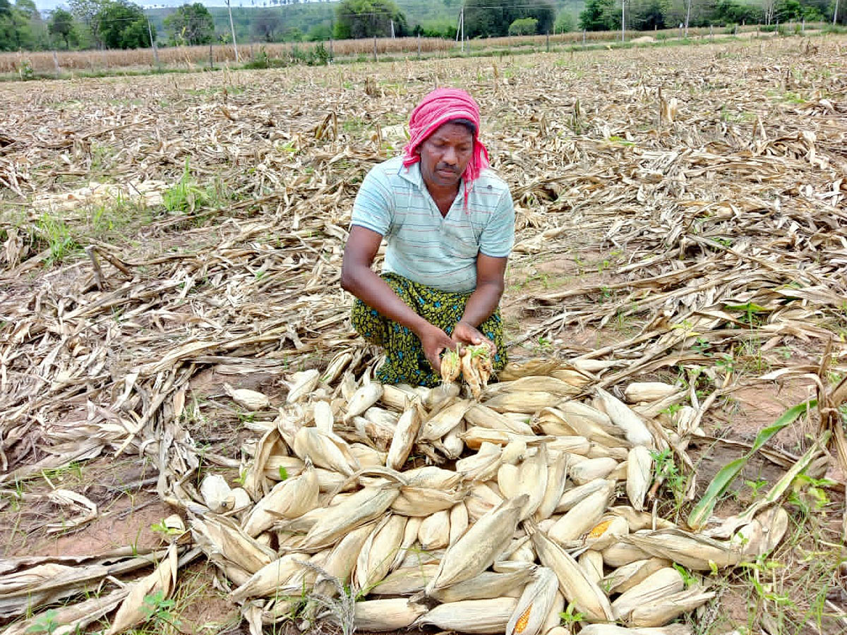 Farmers_20Facing_20Problems_20With_20Sudden_20Rains-20.jpg 19