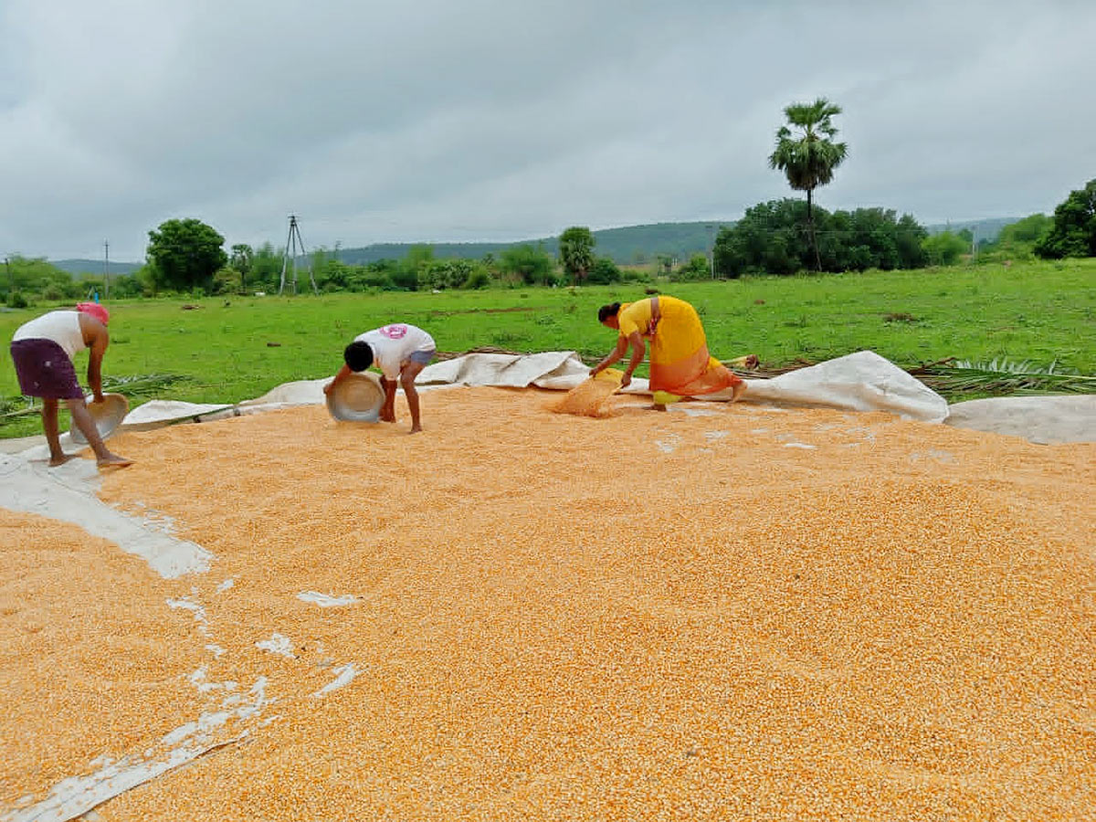 Farmers_20Facing_20Problems_20With_20Sudden_20Rains-21.jpg 20