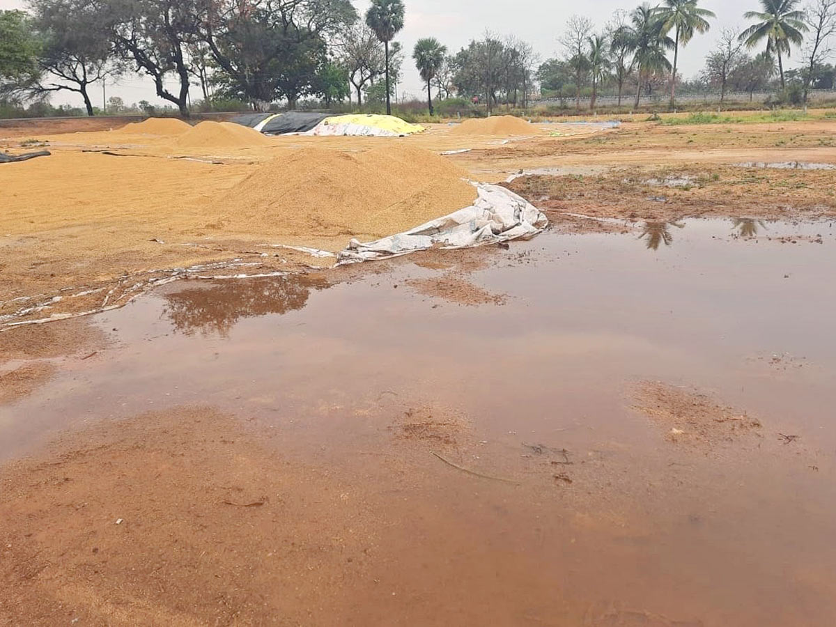 Farmers_20Facing_20Problems_20With_20Sudden_20Rains-25.jpg 24