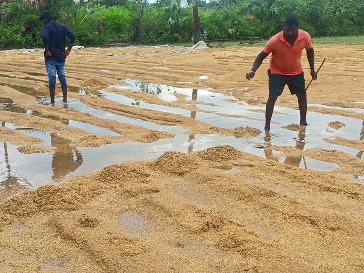 Farmers_20Facing_20Problems_20With_20Sudden_20Rains-26.jpg 25