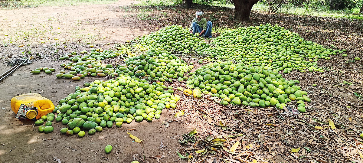 Farmers_20Facing_20Problems_20With_20Sudden_20Rains-27.jpg 26