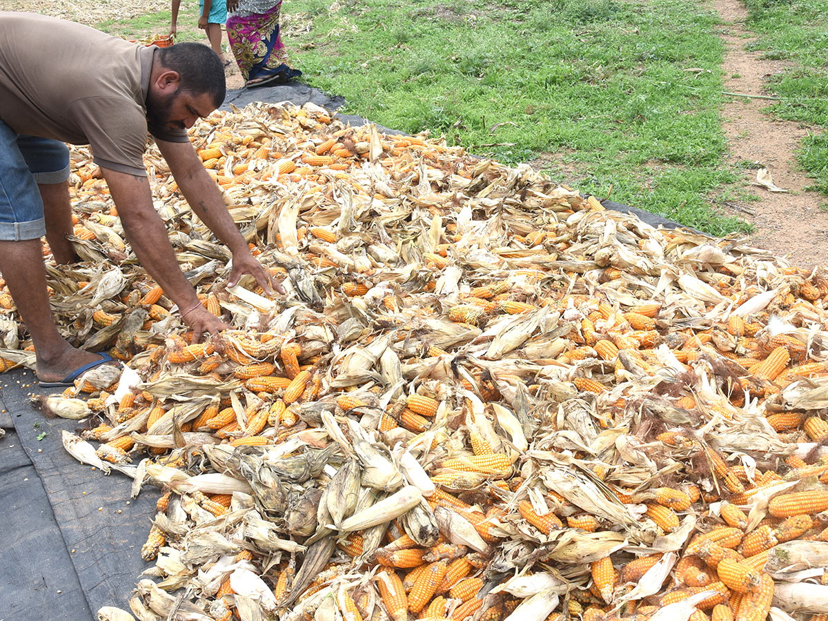 Farmers_20Facing_20Problems_20With_20Sudden_20Rains-4.jpg 4