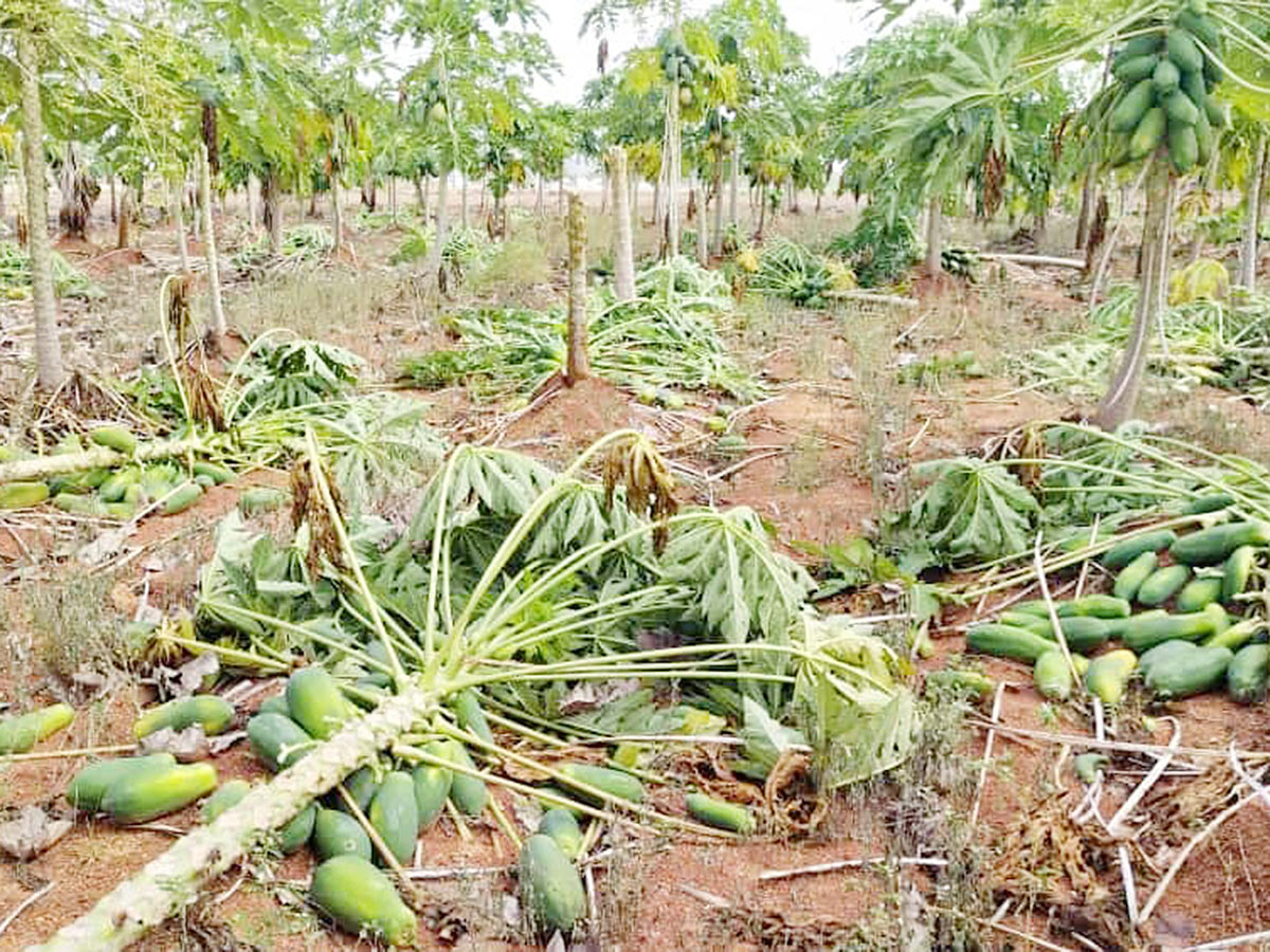 Farmers_20Facing_20Problems_20With_20Sudden_20Rains-8.jpg 8