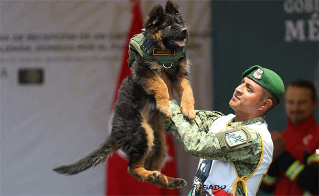 dog5.jpg