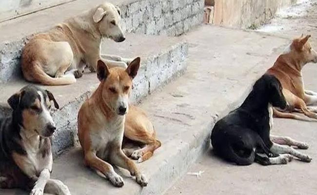 Death-Of-Stray-Dogs-In-Anim.jpg