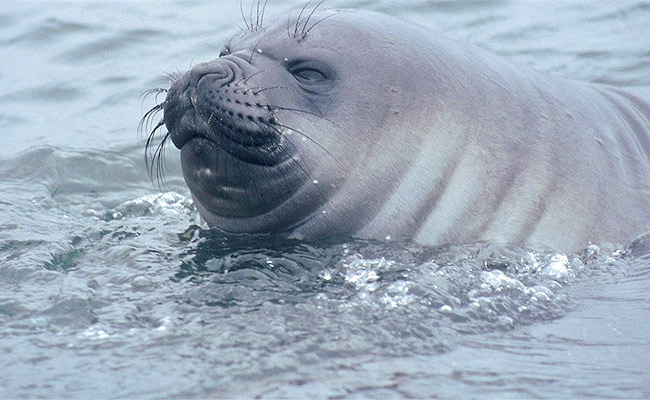 Elephant-Seals-sea.jpg
