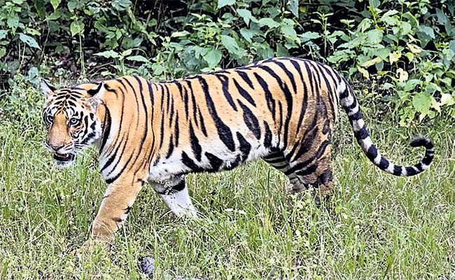tiger-2.jpg