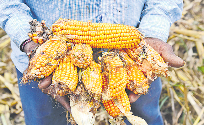 maize.jpg