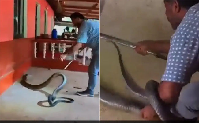 snake5.jpg