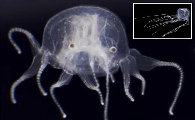 jelly-fish.jpg