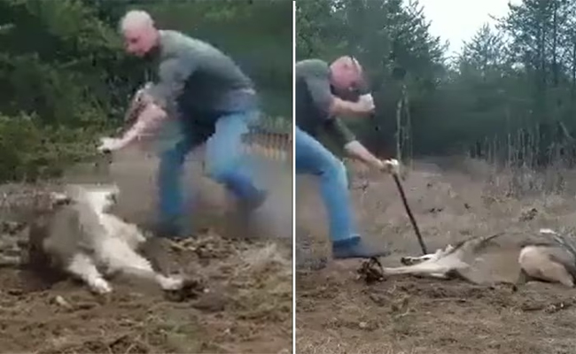 wolf.jpg