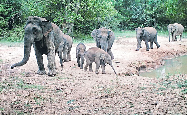 elephant.jpg