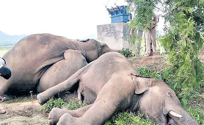 elephants.jpg