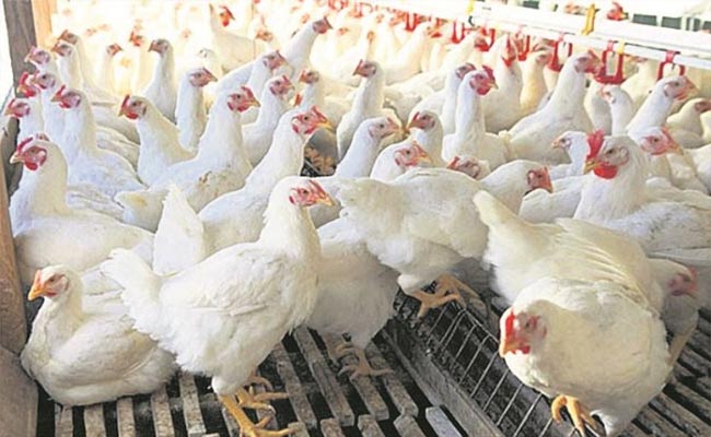 chiken.jpg