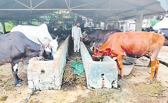 cowminidairyfarm.jpg