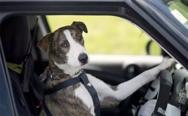 dog5.jpg
