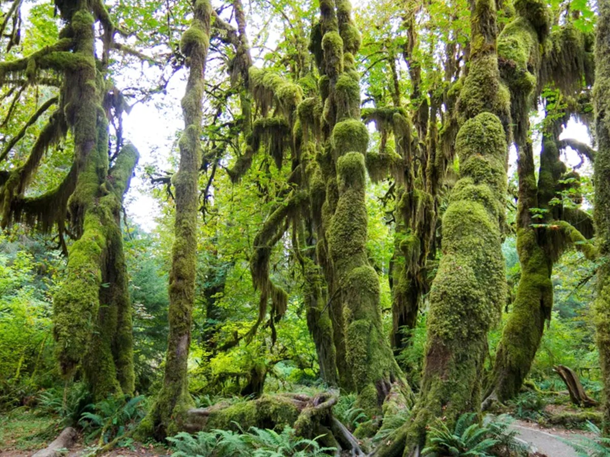 hoh-rain-forest-washington.jpg 11