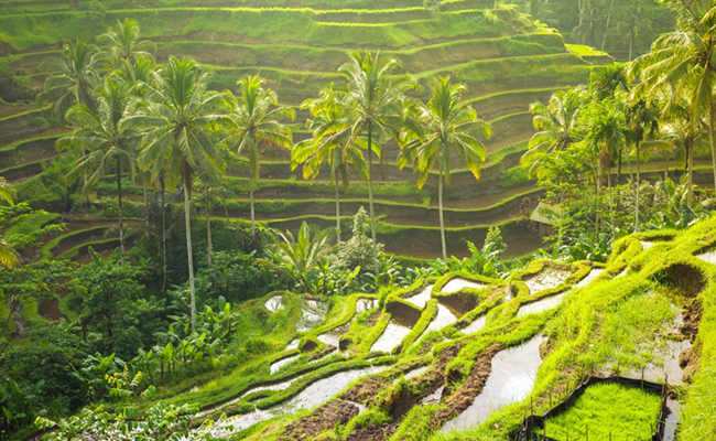 tegallalang-rice-terrace-bali.jpg 4