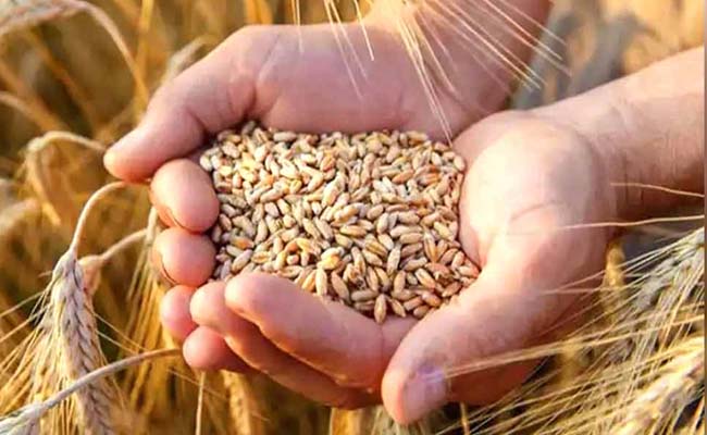 wheat.jpg