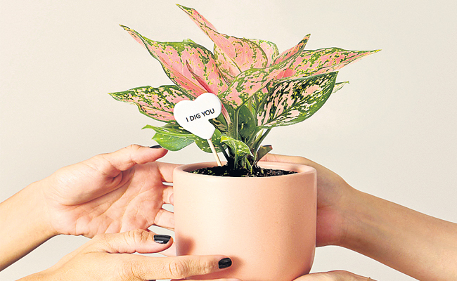 plant.jpg