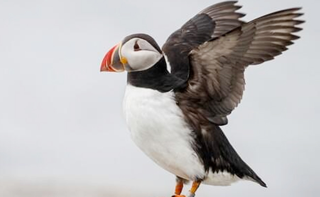 Atlantic_20Puffin-_20Atlantic_20Ocean.jpg 7