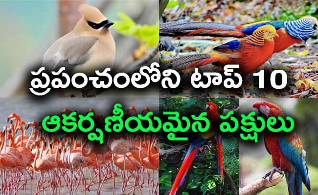 Birds_01.jpg 1