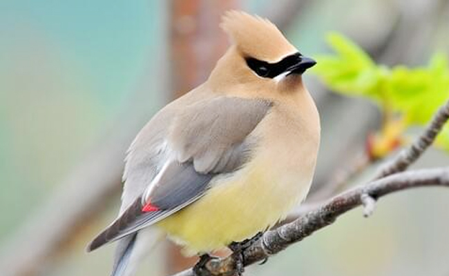 Bohemian_20Waxwing-North_20America_20and_20Eurasia.jpg 2