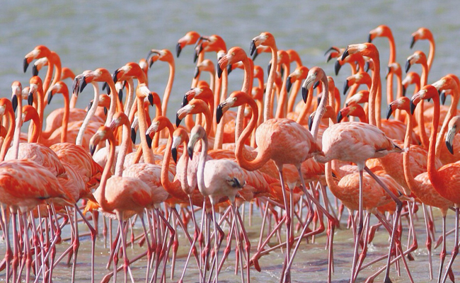 Flamingo-Americas_28including_20the_20Caribbean_29.jpg 9