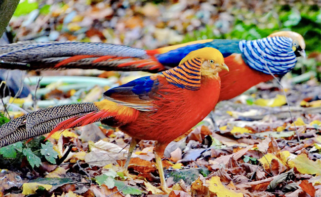 Golden_20Pheasant-Western_20China.jpg 10