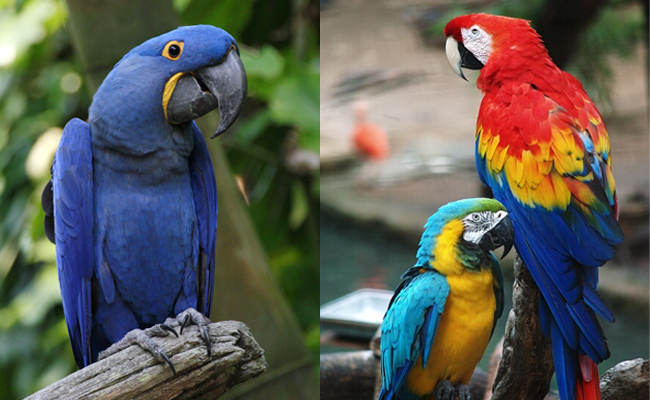 Hyacinth_20Macaw-Eastern_20South_20America.jpg 3