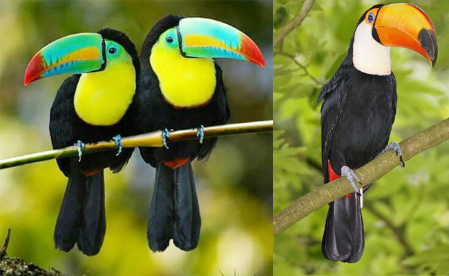 Keel-billed_20Toucan-Southern_20Mexico_20to_20Colombia.jpg 5
