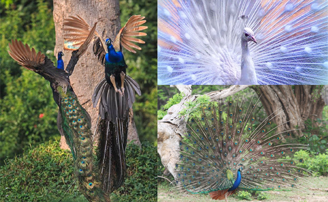 Peacock-India.jpg 8