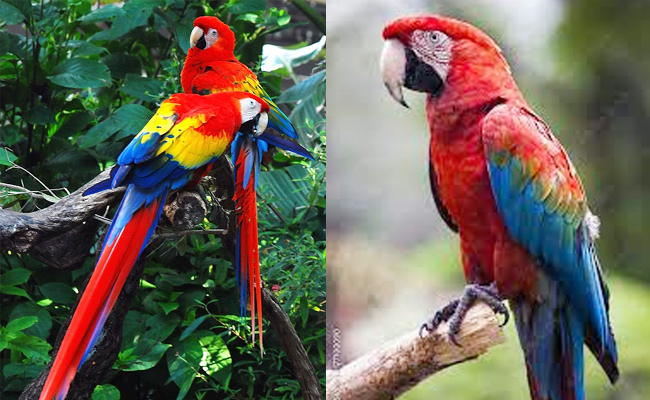 Scarlet_20Macaw-America.jpg 11