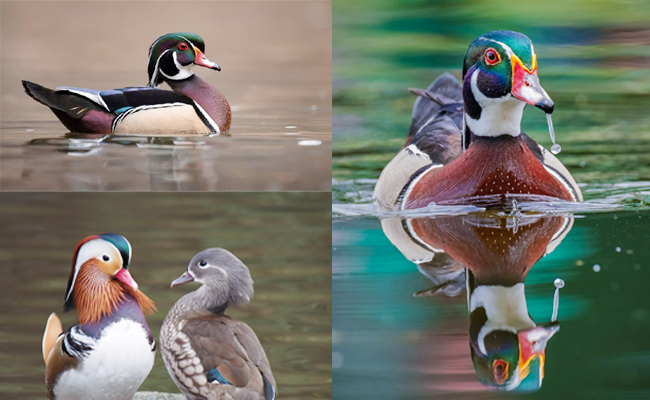Wood_20Duck-North_20America.jpg 4
