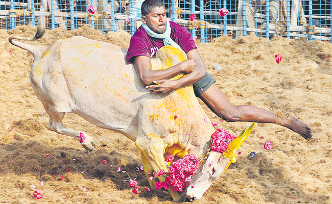 jallikattu.jpg